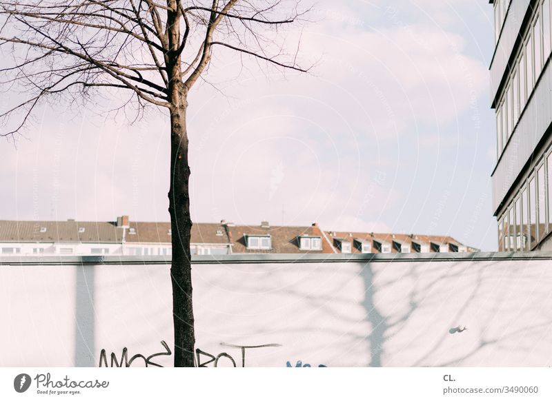 baum, wand, häuser, himmel Baum Herbst Häuser Gebäude Wand karg Architektur Stadt Himmel trist Graffiti Schönes Wetter