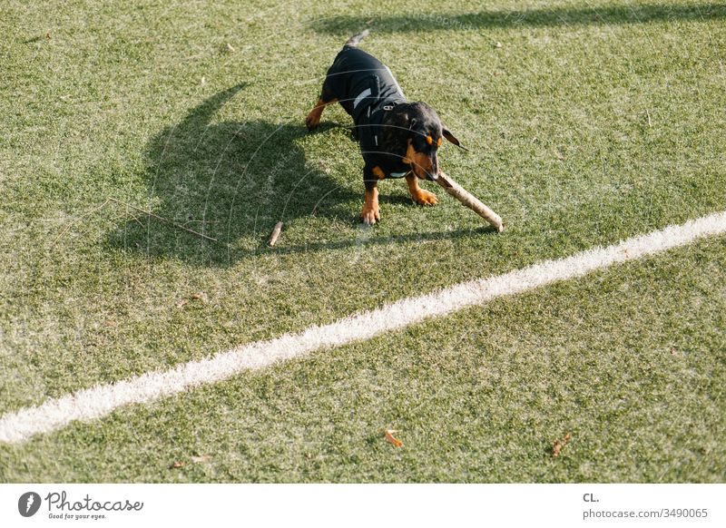 ein dackel spielt mit einem stock Hund Dackel Spielen Stock Stöckchen Tier Haustier niedlich Freude Tierliebe Rasen Fußballplatz Linie 1 Menschenleer Spaß