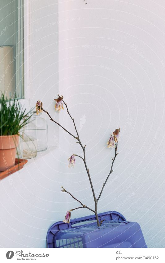 zweig auf wäschekorb Zweig Zweige u. Äste Blütenknospen Blühend Wäschekorb Pflanze Fenster Balkon Topfpflanze Blumentopf Häusliches Leben zuhause