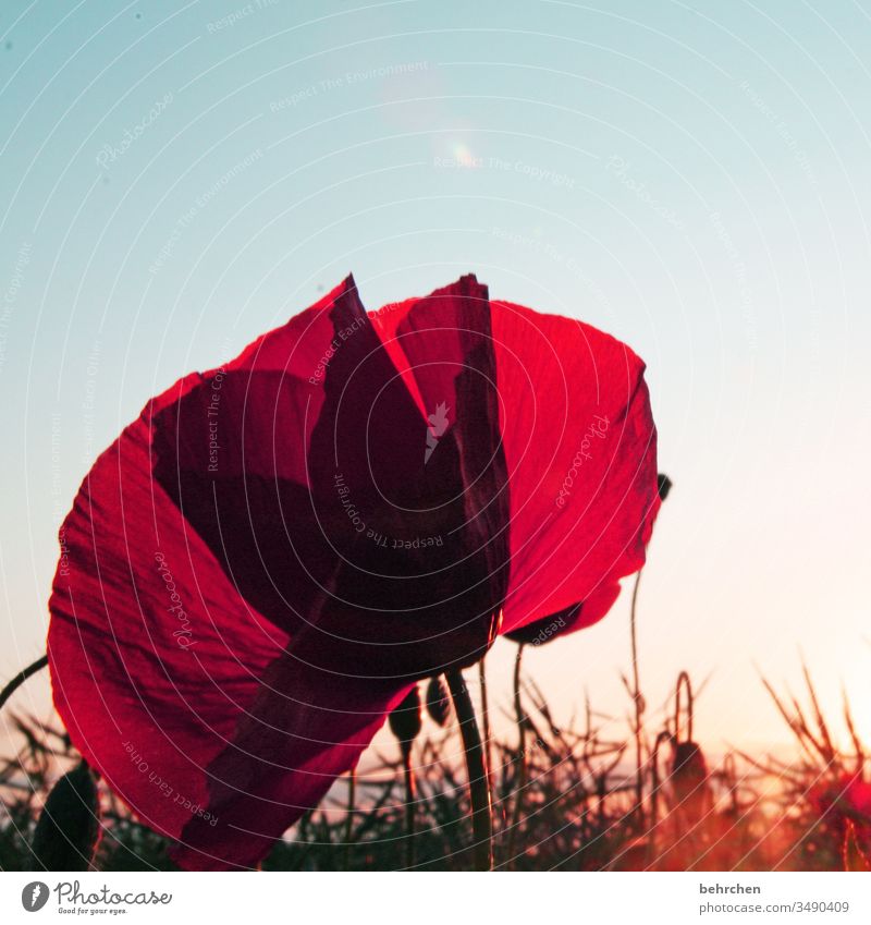 für einen schönen mo(h)ntagabend Blütenblatt Abenddämmerung Dämmerung Himmel Menschenleer Umwelt Wärme Wildpflanze Farbfoto Außenaufnahme Mohnfeld rot Pflanze