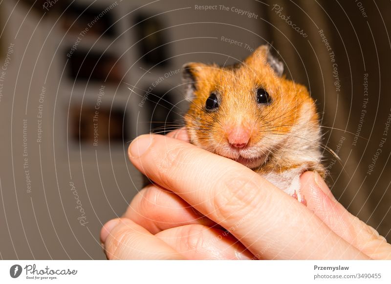 Süßer kleiner Hamster Nagetiere Tier niedlich lustig Natur Fell horizontal Porträt farbenfroh