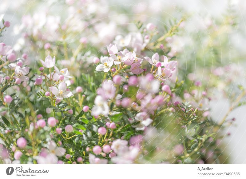 Duftsternchen ( Boronia anemonifolia ) Blumen rosa weiß Bokeh Blüten zart schön hell lieblich elegant verträumt meditativ Pflanzen Botanik Garten Gartentraum