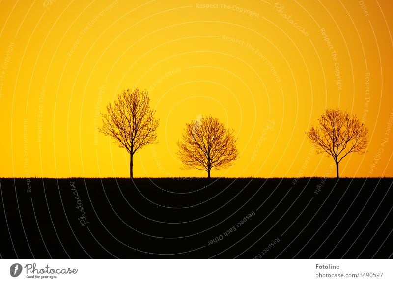 Die 3 im Sonnenaufgang - ein Bild mit 3 Bäumen in den typischen Sonnenaufgangsfarben orange und schwarz Morgen Morgendämmerung Baum Landschaft Natur