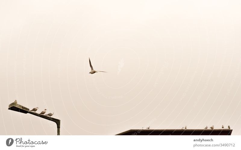 der einzelne Flieger abstrakt Tier Architektur Kunst Hintergrund Hintergründe Vogel Vögel Großstadt Stadtbild Konzept Textfreiraum kreativ Kundgebung Design