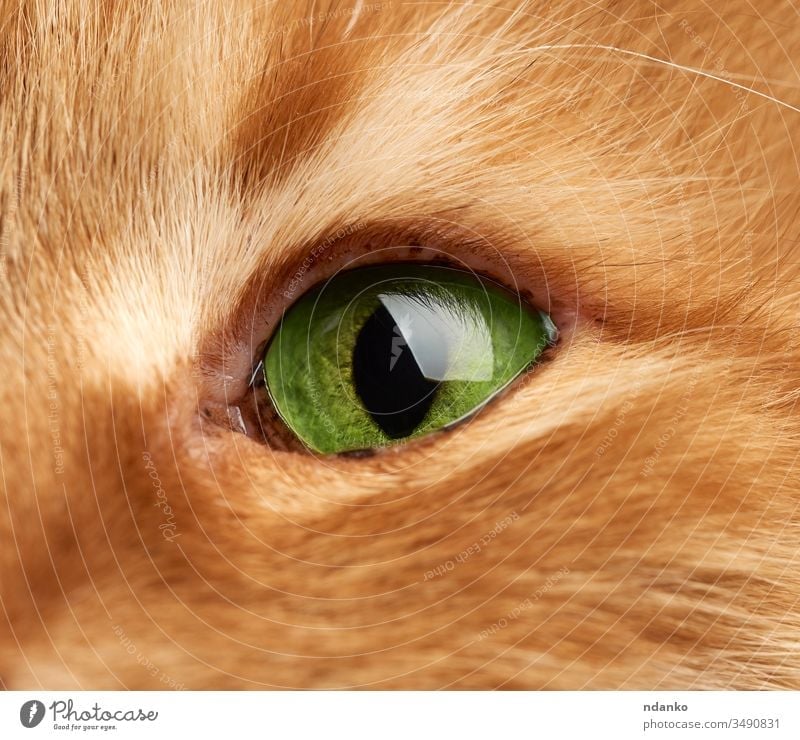 offenes grünes Auge einer roten Katze, Makro bezaubernd Erwachsener Tier Hintergrund braun Nahaufnahme niedlich Detailaufnahme heimisch Gesicht katzenhaft