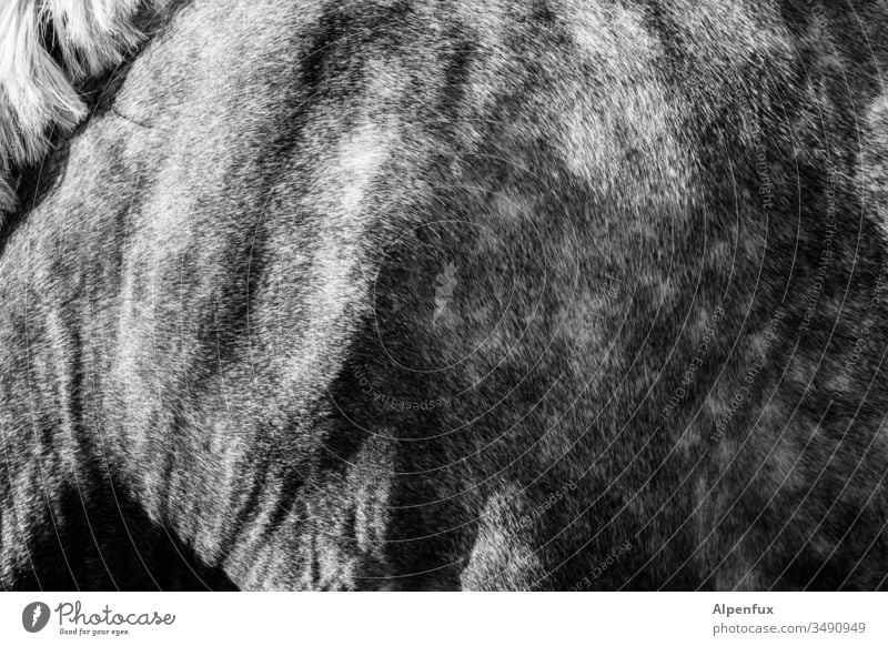 Landschaft mit Pferd Fell Tier Menschenleer Außenaufnahme Mähne Ponys Schimmel Nutztier Tierporträt Detail Schwarzweißfoto natürlich apfelschimmel