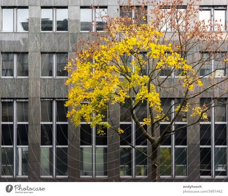 Der Baum im Herbstkleid vor der Fassade aus Marmor Architektur Hintergrund schwarz Begrenzung Gebäude Gebäudeaußenseite Business Großstadt Stadtbild Farbe