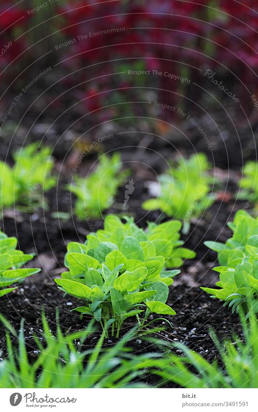 Junge frische, grüne Setzlinge einerPflanze wachsen nach der Aussaat aus der braunen Erde, in einem Gemüsebeet zuhause im Garten. Feld Landwirtschaft Ackerbau