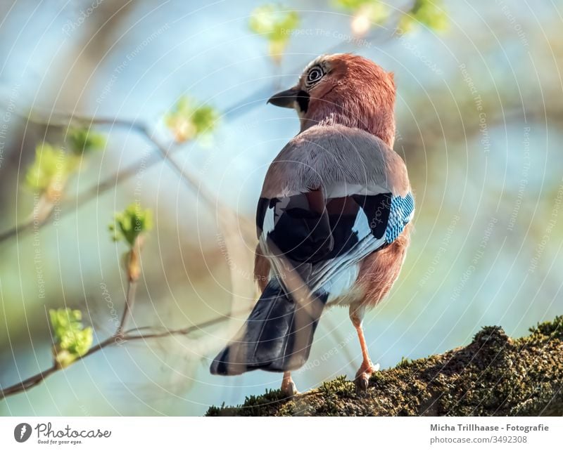 Eichelhäher beobachtet die Umgebung Garrulus glandarius Tiergesicht Kopf Schnabel Auge Flügel Feder gefiedert Vogel Baum Zweige u. Äste Blick Wildtier Natur