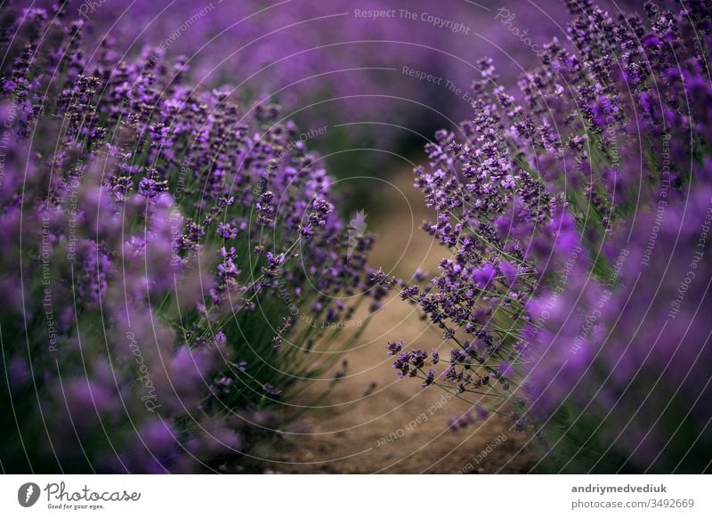 Lavendelblütenmeer fokussiert auf eines im Vordergrund. Lavendelfeld Blütezeit Frankreich violett Landschaft Feld Natur Sommer Frühling Aromatherapie
