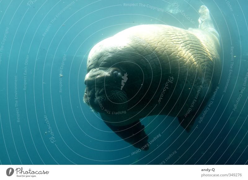 the walrus Wasser Wildtier Walroß 1 Tier Schwimmen & Baden tauchen dick muskulös nass blau türkis Coolness Kraft friedlich Vorsicht Gelassenheit ruhig