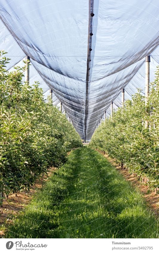 Wachstumsbeschleuniger Plantage Obst Abdeckung Plane Schutz Gewächse Spuren Außenaufnahme Menschenleer grün Landwirtschaft Kunststoff Natur Nahrungsmittel