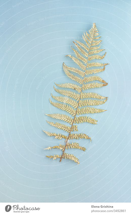 Trockenes Farnblatt auf blauem Hintergrund, Umweltkonzept. Wurmfarn trocknen Blatt Herbarium geblümt Saison Botanik Sammlung flach legen Oktober Herbst