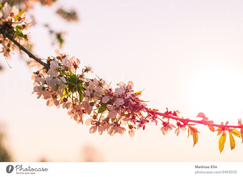 Kirschblüten in der Abendsonne Garten Nahaufnahme Frühling Natur zart Gegenlicht Blütenblatt Makroaufnahme Ast Kirschbaum Schönes Wetter Sonnenlicht sakura