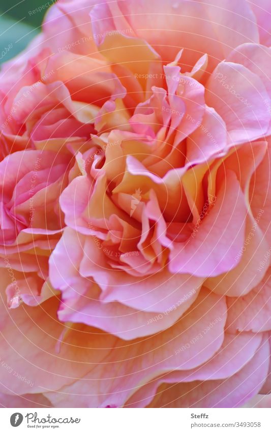 Labyrinth der Blütenblätter Rose Rosenblüte blühende Rose duftende Rose Gartenrose rosa Rose poetisch edel Duft Blütezeit edle Rose blühende Blume sommerlich