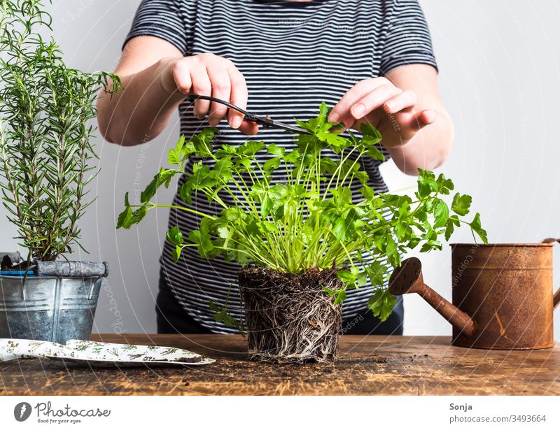 Frau mit Gartenschere schneidet frische Petersilie von einer Topfpflanze, Gartenarbeit, Frühlilng gärtnern petersilie kräuter umtopfen schneiden hände
