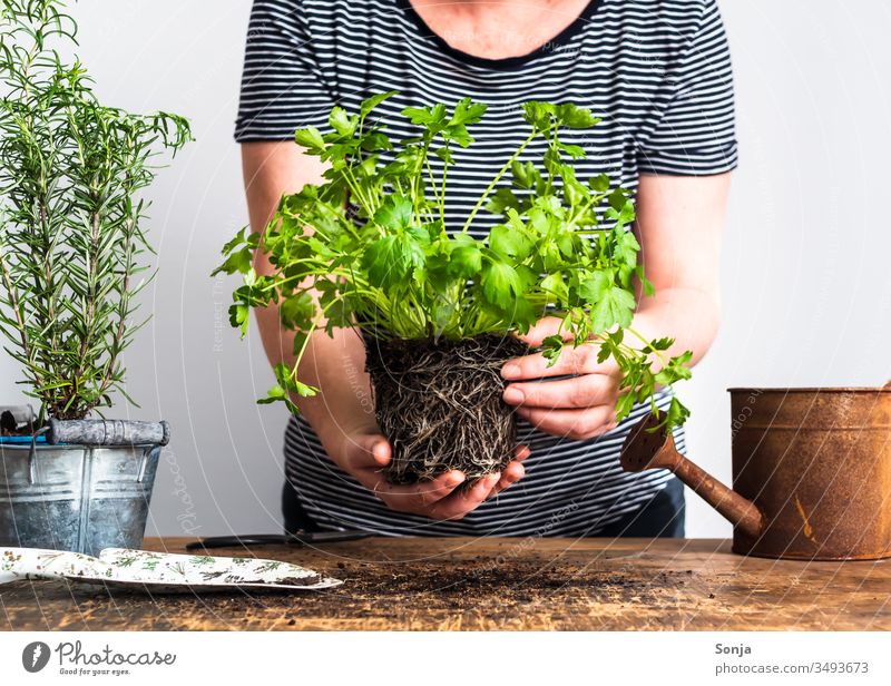Frau hält frische Petersilie Topfpflanze mit Wurzeln in ihren Händen, Gartenarbeit, Frühling gärtnern petersilie topfpflanze Fälschung hände halten Mensch Grün