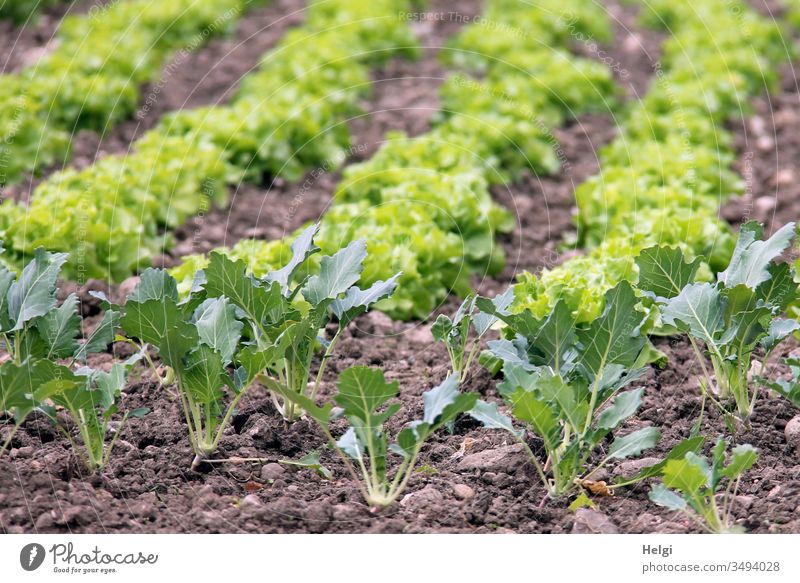 Kohlrabi und Salatpflanzen wachsen auf einem Feld Pflanze Kohlrabipflanze Frühling Garten Nahrungsmittel Lebensmittel Gemüse Natur Gesunde Ernährung