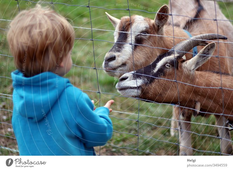 kleiner Junge steht am Zaun vor zwei neugierigen und hungrigen Ziegen und zeigt die leeren Hände Kind Mensch Kleinkind Rückansicht Jacke dunkelblond schauen