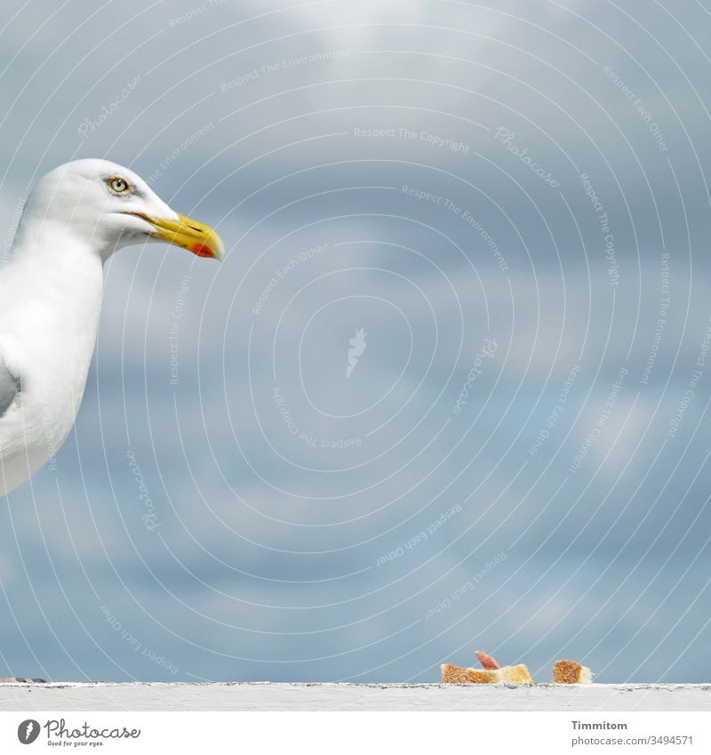 Möwe bewacht Mahlzeit Kopf Schnabel Vogel Tier Futter Brot Salami Windschutz Holz Himmel Wolken Dänemark Auge