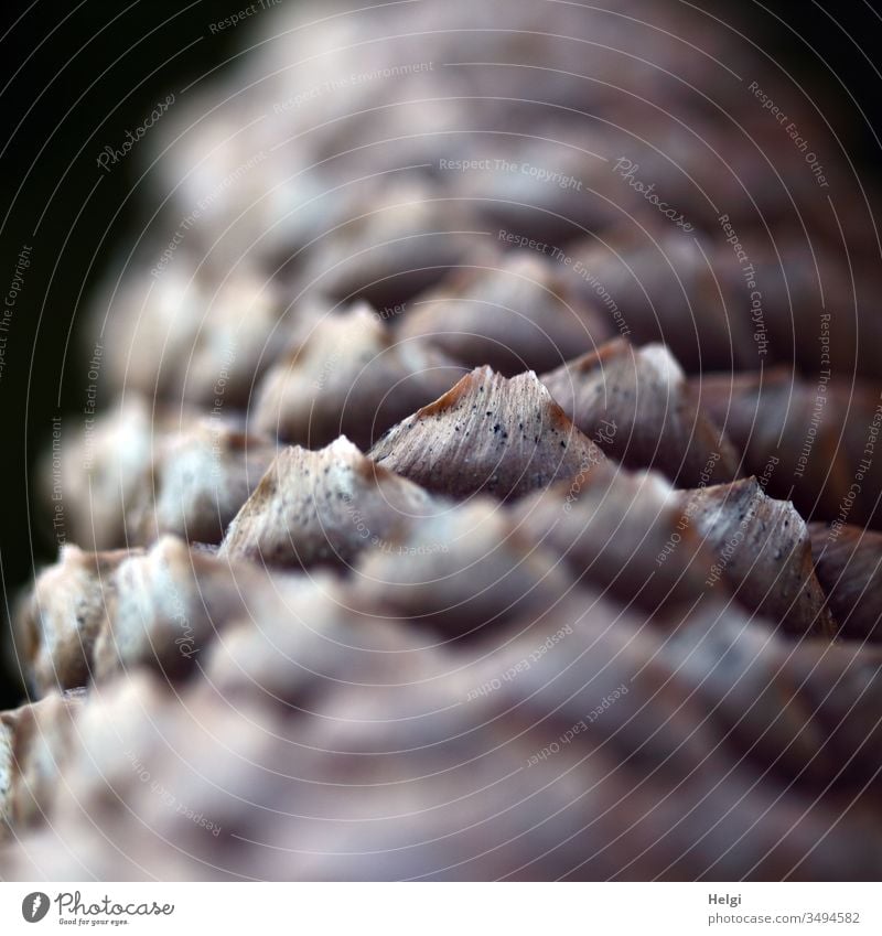 Detailaufnahme von Samenschuppen eines Tannenzapfens Schuppen Zapfen Farbfoto Natur Nahaufnahme Außenaufnahme Pflanze Menschenleer Schwache Tiefenschärfe Wald