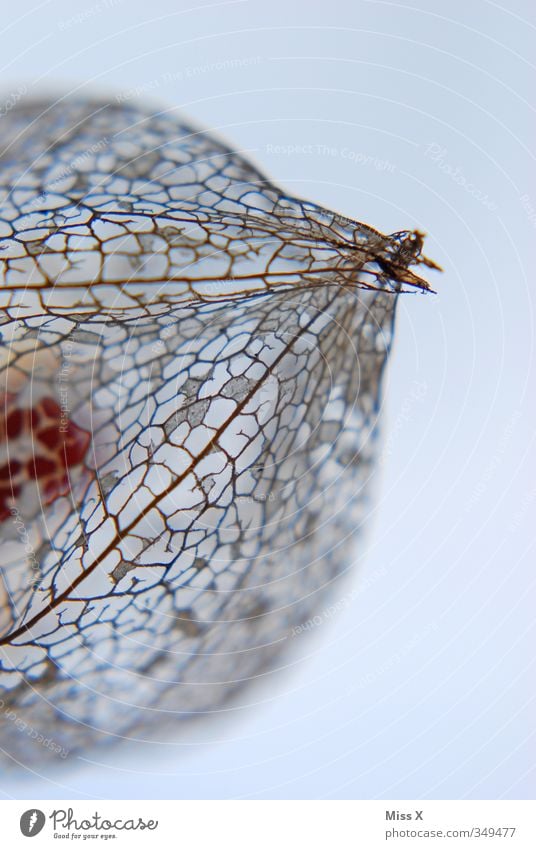 Physalis Frucht Blume verblüht dehydrieren exotisch Lampionblume Blattadern Skelett Mosaik Farbfoto Muster Strukturen & Formen Menschenleer Textfreiraum rechts