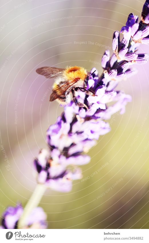 bienchen bienchen gib mir honig Wärme fleißig Natur Pflanze Tier Sommer Schönes Wetter Blume Blatt Blüte Lavendel Garten Park Wiese Wildtier Biene Flügel Hummel