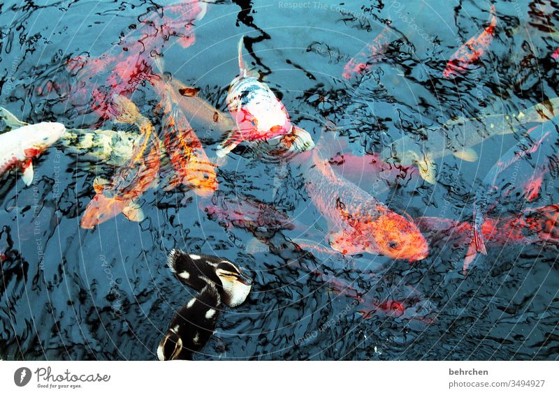 entchen und fischchen Fisch Koi Karpfen Teich See Ente entenjunge Wasser Tier Schwimmen & Baden Außenaufnahme Farbfoto Tierporträt nass Natur Vogel