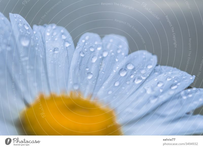Margeritenblüte mit Regentropfen benetzt Blüte Natur Blume Sommer Tropfen Wasser Tau Makroaufnahme Nahaufnahme eiß gelb nass Menschenleer Wassertropfen frisch