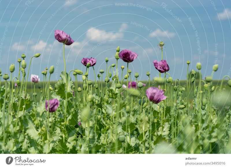 Schlafmohnblumen auf dem Feld (Papaver somniferum) Opium Mohn Blume Hintergrund Flora Pflanze geblümt wild Sommer Natur natürlich ländlich Blatt Blütezeit