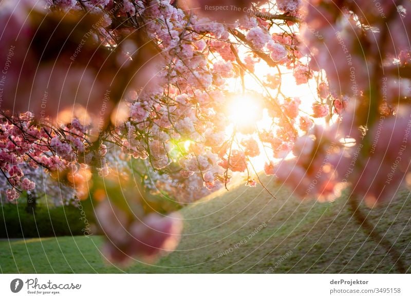 Morgensonne mit Kirschbäumen in der Blüte Sonnenstrahlen lilienthalpark Park Kirsche Lichterscheinung Kirschblüten Tag Kirschbaum Frühlingsgefühle