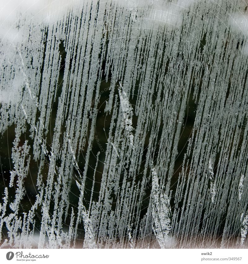Deko 5 | Eis am Fenster Natur Winter Klima Wetter Schönes Wetter Eisblumen Fensterscheibe kalt Spitze stachelig blau bizarr Farbfoto Gedeckte Farben
