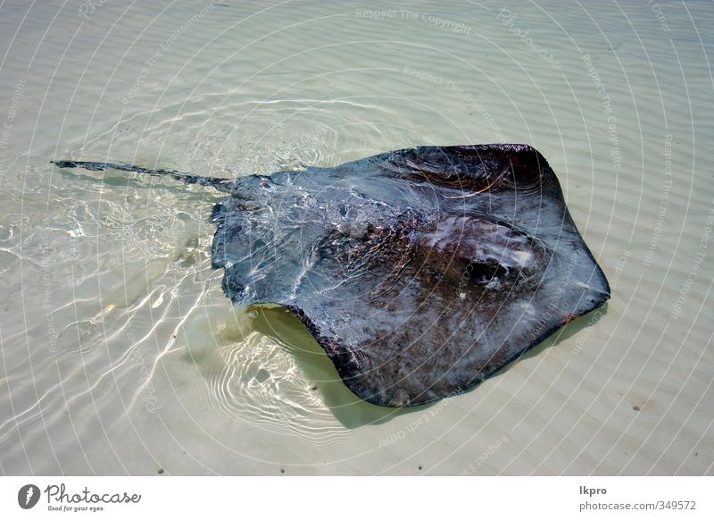 ein manta in einer mexikanischen lagune Strand Tier grau Farbe lkpro Wasser acqua messico Mexiko Lagune Manta Razza Spiaggia colori grigio animale verärgern