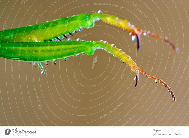 Mantis Religiosa und ihre beiden Pfoten Tropfen braun grün rot Farbe lkpro Gottesanbeterin natura Natur colori rosso verde Marone Insetto Insekt zampe Mantide
