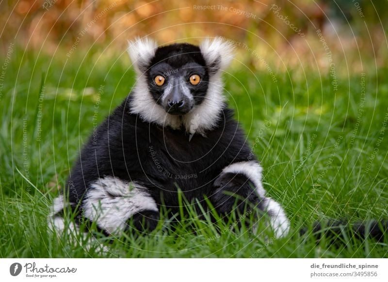 sitzender Lemur Vari Maki Primat Katta Tier schwarz Wildtier Natur Zoo Blick Farbfoto Außenaufnahme Tierporträt staunen weiß Tiergesicht Fell Affen