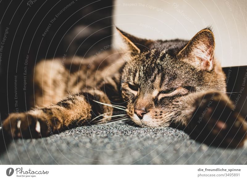 Katze genießt die Sonne Kater liegen Teppich schlafen niedlich Fell tatze Krallen müde Bokeh Licht Sonnenstrahlen gefleckt getigert augen Augen geschlossen