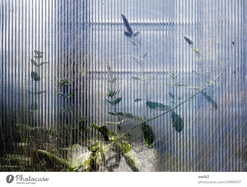 Gefiltert Gewächshaus Glas Glasscheibe Strukturglas Muster unscharf Pflanze dünn Wachstum Blätter durchscheinend schemenhaft geheimnisvoll