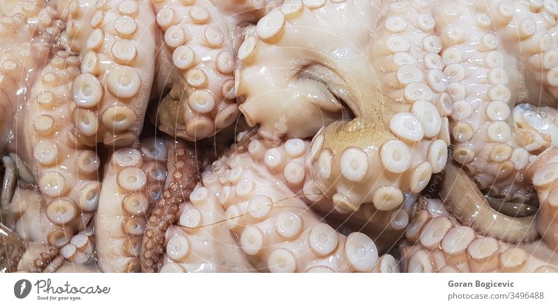 Frischer Tintenfisch Gesundheit Octopus Meeresfrüchte MEER roh Markt Lebensmittel frisch Hintergrund Feinschmecker kalt Eis Ernährung Tier Natur lecker