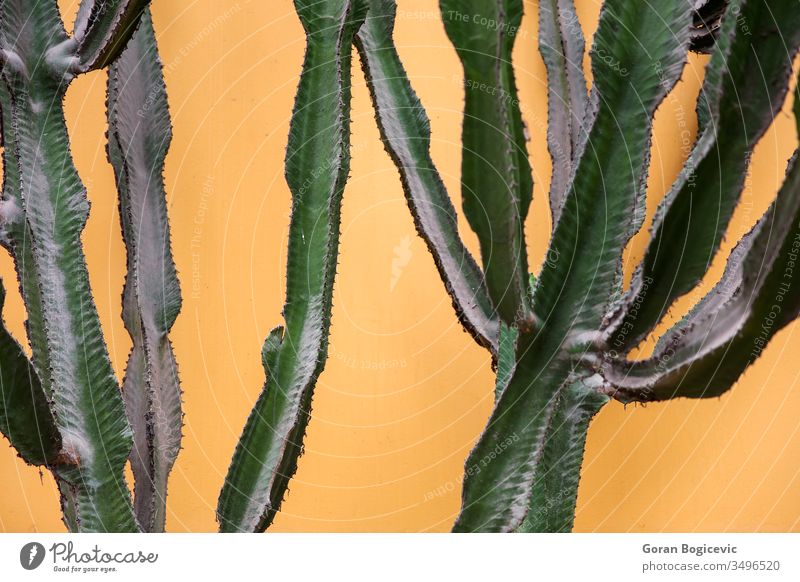 Kaktus an der Mauer amerika Hintergrund Farbe farbenfroh grün Pastell Peru Pflanze Süden Stacheln Stil Sukkulente Dornen tropisch lebhaft gelb