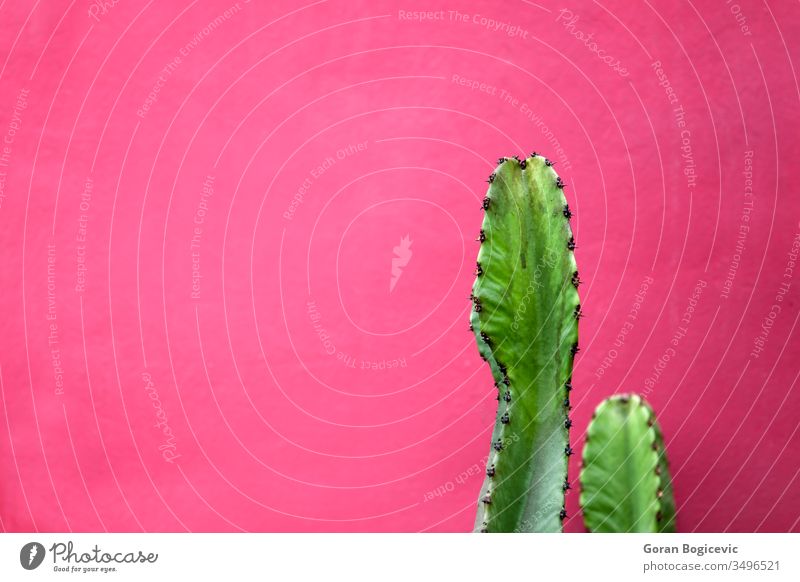 Kaktus an der Mauer amerika Hintergrund Farbe farbenfroh grün Pastell Peru Pflanze Süden Stacheln Stil Sukkulente Dornen tropisch lebhaft rosa rot hell