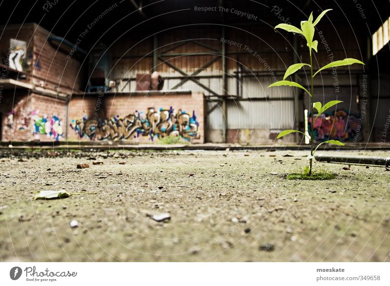 Gründustrie Menschenleer Industrieanlage Fabrik Gebäude trist Industrieruine Pflanze erobern grau Graffiti kahl Natur Wachstum Gedeckte Farben Innenaufnahme