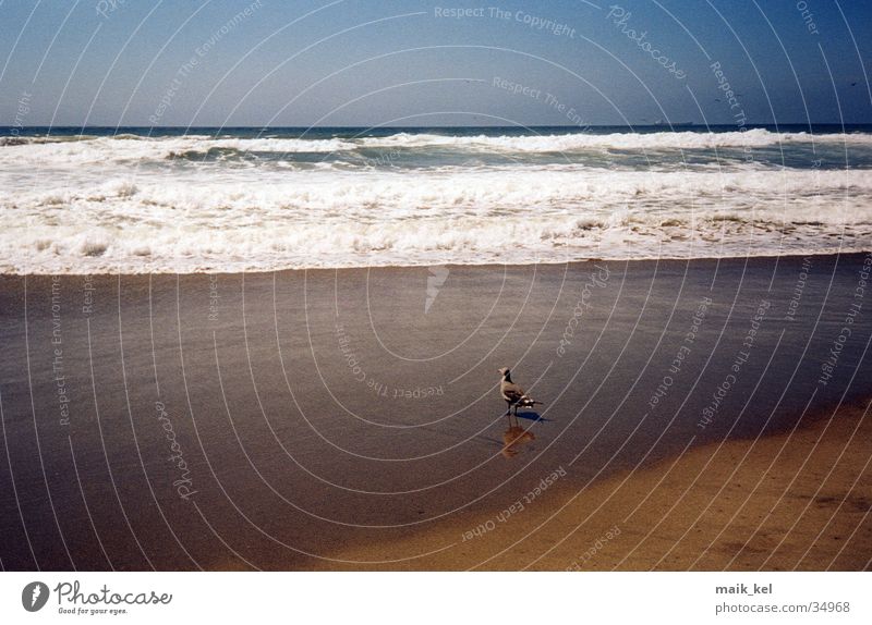Vogel am Strand Brandung Sandstrand San Francisco Natur