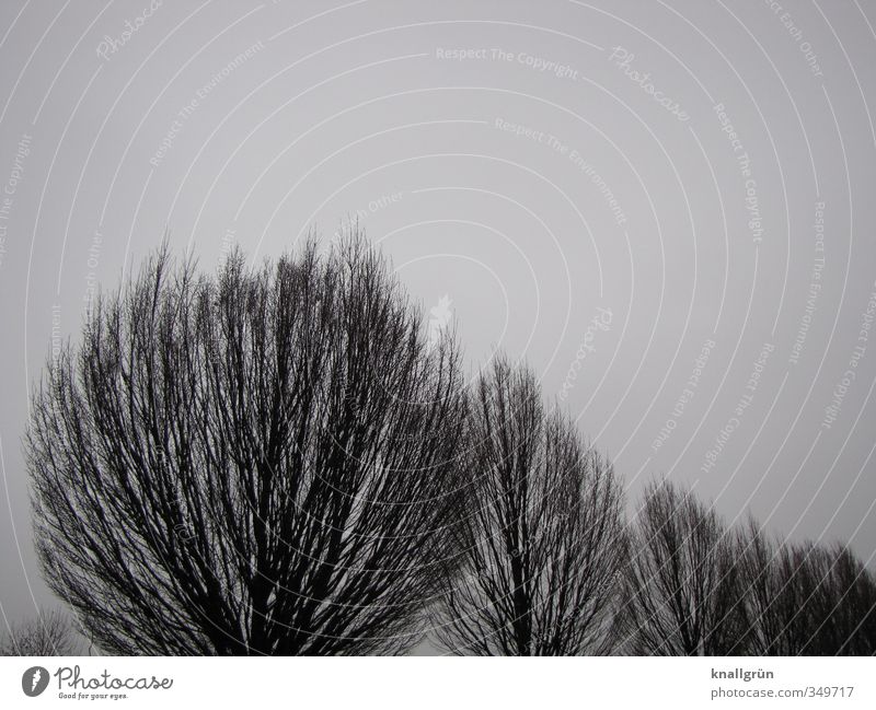 natürlich Natur Pflanze Himmel Baum Pappeln grau schwarz Silhouette Winter Baumkrone Farbfoto Gedeckte Farben Außenaufnahme Menschenleer Textfreiraum rechts