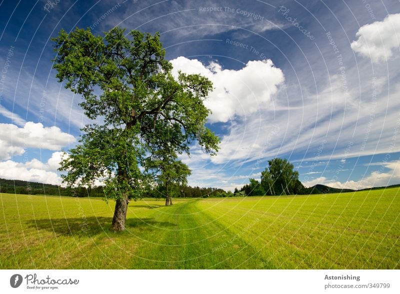 tree Umwelt Natur Landschaft Pflanze Luft Himmel Wolken Horizont Frühling Wetter Schönes Wetter Wärme Baum Gras Blatt Grünpflanze Wiese Feld Wald Hügel blau