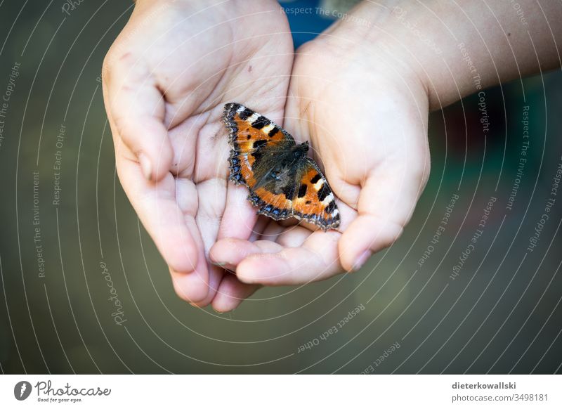 Kinderhände mit Schmetterling Schmettering Zukunft Insektensterben nächste Generation Umweltschutz Klima Klimawandel Pestizide Insektengift Landwirtschaft