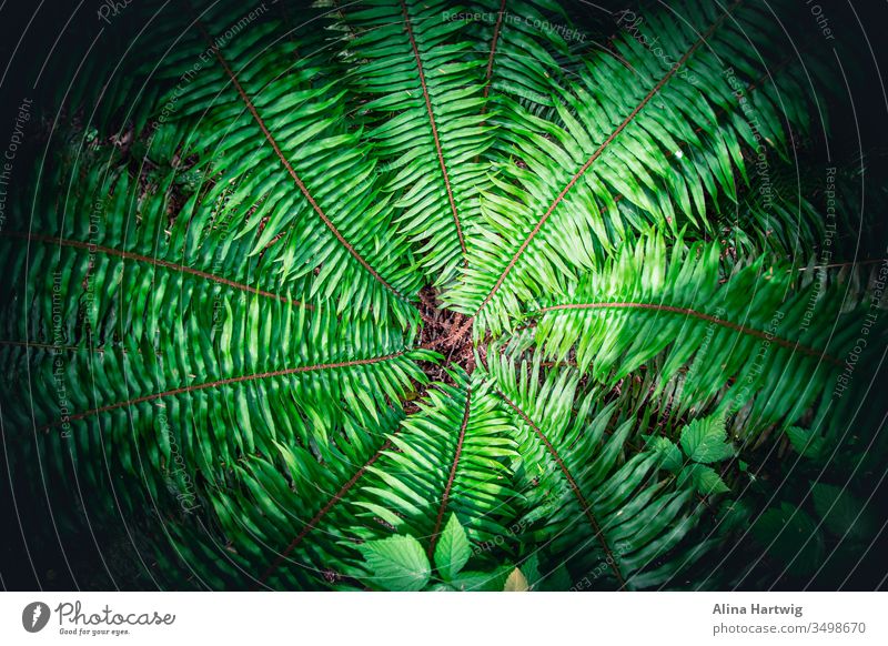 Schönes grünes Farnmuster von oben Natur Makro Nahaufnahme Pflanze Pflanzen Wurmfarn Farne wachsend Muster Struktur Wald reisen symmetrisch schön farbenfroh