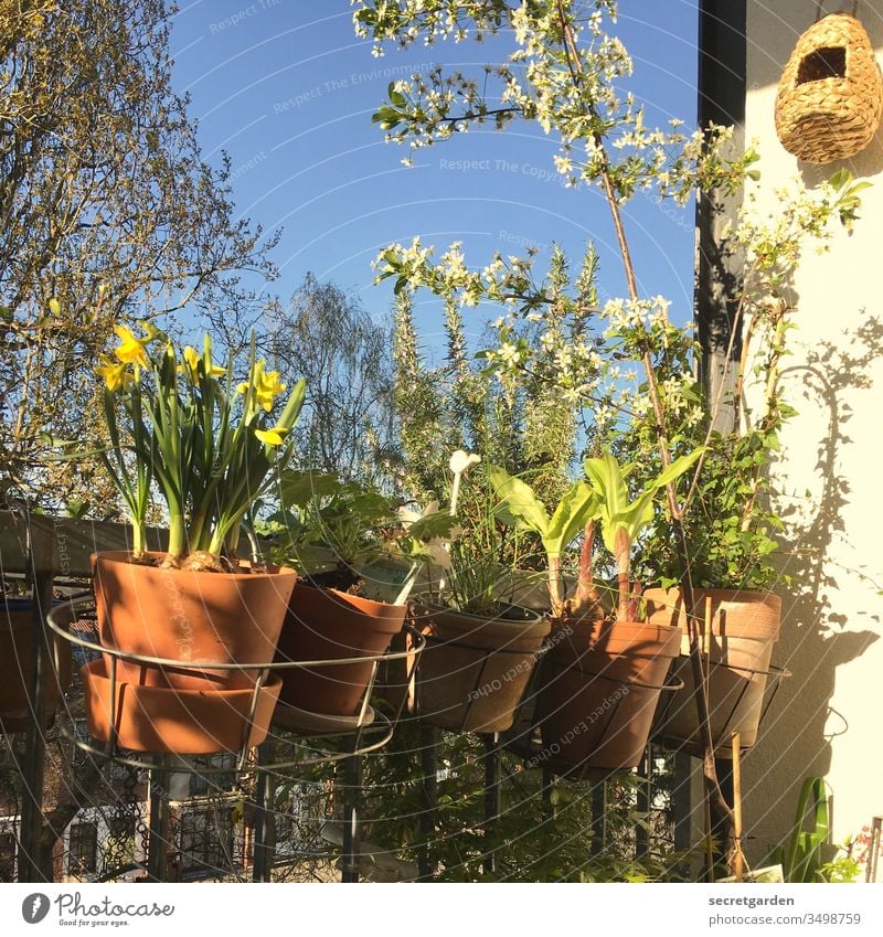 Erinnerung an eine sorglose Zeit (2019) Froschperspektive Vogelhaus zuhause relaxen Kirschbaum Kirschblüten Umwelt Balkongeländer Wachstum balkonbrüstung
