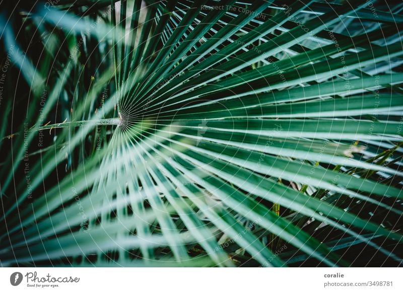 Grünes Blatt einer Palme Strukturen & Formen Dschungel dschungelbuch Grüner Daumen Botanik botanisch Botanischer Garten Pflanze Pflanzenteile Palmenwedel