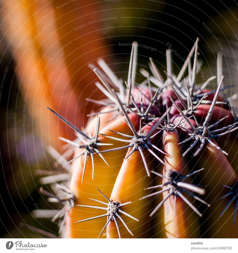 Oranger Kaktus mit Stacheln stachelig Spitze Pflanze Makroaufnahme Detailaufnahme Natur Schmerz exotisch Wüste Dorn Strukturen & Formen Sukkulenten Botanik