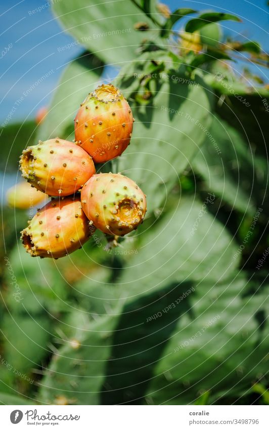 Gelb-orange Kaktusfeige mit grünem Hintergrund fruchtig Frucht Sommer Sommerurlaub exotisch kaktuspflanze kostprobe Farbfoto Natur Pflanze Außenaufnahme